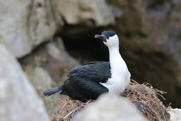 shag