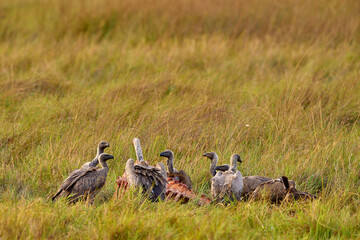 Vultures with bull carcass. White-backed vulture, Gyps africanus, in the nature habitat. Bird group with catch. Okavango delta, Botswana in Africa. Dead animal bone with vulture.