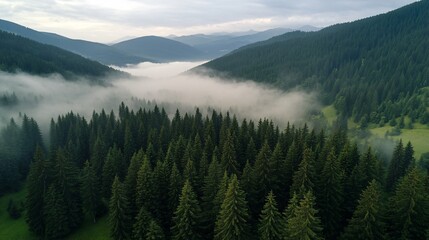 Misty Mountain Forest Aerial View