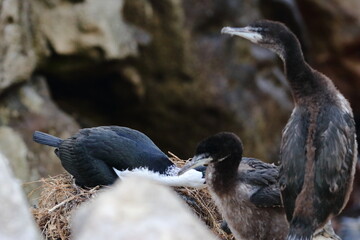 shag