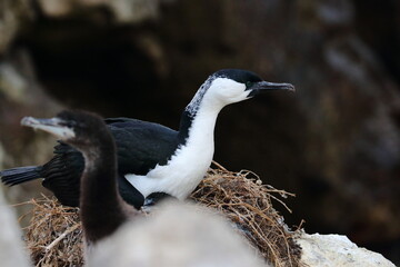 shag