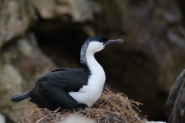 shag