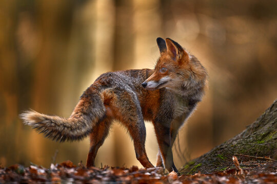 Autumn nature. Cute Red Fox, Vulpes vulpes in fall forest. Beautiful animal in habitat. Wildlife scene from the wild nature, Germany, Europe. Cute animal in habitat. Orange autumn leaves.