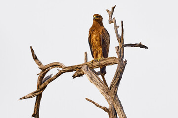 Wahlberg's eagle, Hieraaetus wahlbergi, brown and black bird of prey in the nature habitat, sitting on the branch, Kruger NP, South Africa. Wildlife scene from nature, beautiful old tree in Africa.