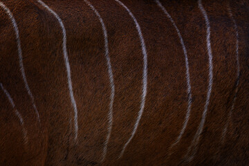 Art of nature, kudu fur coat close-up detail, with stripe. Greater kudu, Tragelaphus strepsiceros, handsome antelope with spiral horns. Kudu in Africa. Wildlife scene from nature. Animal in the green 