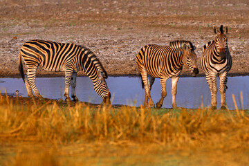 Zebra drinking water from waterhole. Burchell's zebra, Equus quagga burchellii, Etosha NP, Namibia, Africa. Wild animal near the lake, hot day, dry season. Wildlife nature on African safari.