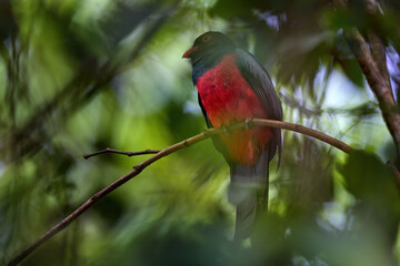 Slaty-tailed trogon, Trogon massena, beautiful bird from