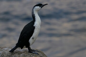 shag