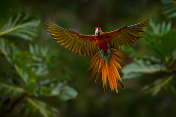 Hybrid parrot in the jungle forest. Rare form Ara macao x Ara ambigua, scarlet and green macaw form, Costa Rica. Wildlife scene from tropical nature. Bird in fly, jungle. © ondrejprosicky