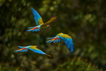 Great-Green Macaw on tree, Ara ambigua. Wild rare bird in the nature habitat, fly on trees in Costa Rica. Wildlife scene in tropic forest. Dark forest with flight green macaw parrot. Flock birds. © ondrejprosicky
