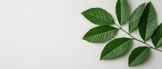 Fototapeta premium Green Leaves Branch on White Background Minimalist Nature Photography