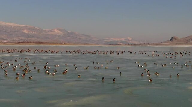Ducks swimming in large groups on the icy lake in winter. Ruddy Shelduck, Northern Shoveler. Waterfowl, drone video shooting. karatas Lake, Burdur, Turkey 