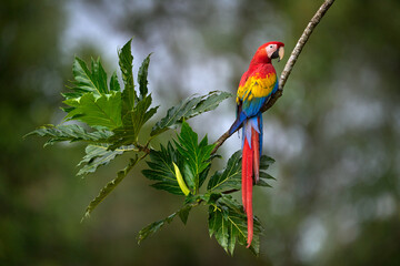 Nature Colombia. Pair of big Scarlet Macaws, Ara macao, two birds sitting on the palm leave, Colombia. Wildlife love scene from tropical forest. Two beautiful parrots on tree branch in habitat.