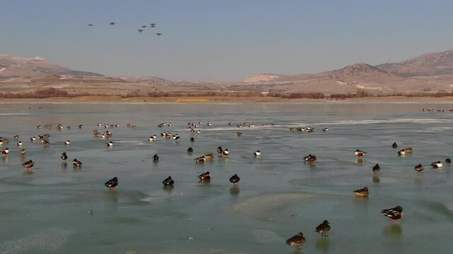 Ducks swimming in large groups on the icy lake in winter. Ruddy Shelduck, Northern Shoveler. Waterfowl, drone video shooting. karatas Lake, Burdur, Turkey 
