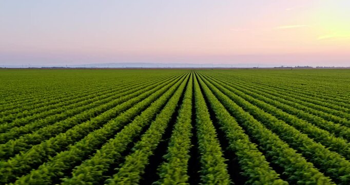 Drone aerial shot of green agricultural carrot field farm at sunset