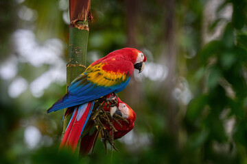 Nature Colombia. Pair of big Scarlet Macaws, Ara macao, two birds sitting on the palm leave, Colombia. Wildlife love scene from tropical forest. Two beautiful parrots on tree branch in habitat.