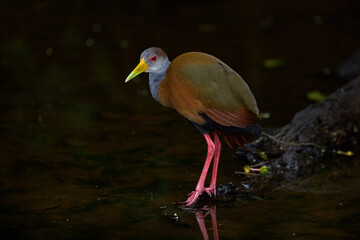 Gray-necked Wood-Rail, Aramides cajanea, walking on the tree trunk in nature, in the dark tropical forest. Bird in the nature forest habitat. Birdwatching in South America.