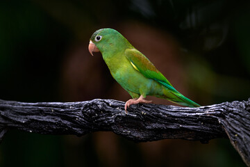 Orange chinned parakeet, Brotogeris jugularis, green parrots, sitting on the branch, Costa Rica. Nature wildlife in Central Amerca. Bird in the habitat.