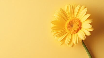 Sunflower in bright background