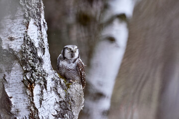 Hawk Owl in nature forest habitat, white birch tree, during cold winter, Norway. Wildlife scene from nature.  Nature of north Europe. Snowy winter scene with hawk owl, larch tree.