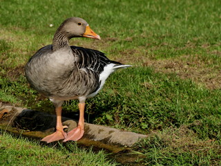 Portrait of geylag goose in the sun on green grass. Anser anser isolated bird in france, european waterfowl