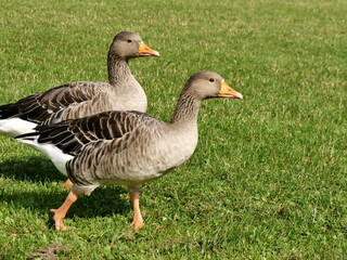Two greylag geese, anser anser, european waterfowls having a promenade on green lawn in public park in france