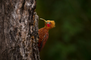 Beautiful brown bird form tropical mountain forest. Chestnut-coloured Woodpecker, Celeus castaneus, brawn bird with red face from Costa Rica.