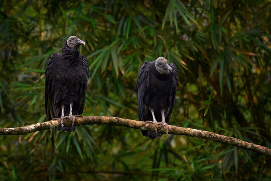 Two ungly black bird on the tree junge. Vulture sitting on the tree in Costa Rica tropic forest. Ugly black bird Black Vulture, Coragyps atratus, bird in the habitat. Wildlife scene from nature.