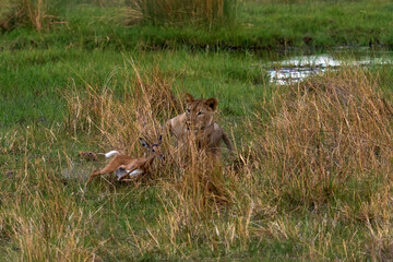 Lions, Khwai river, Botswana in Afica. Big cats family in the nature habitat, Botswana nature. Animal behavior in nature. Lion