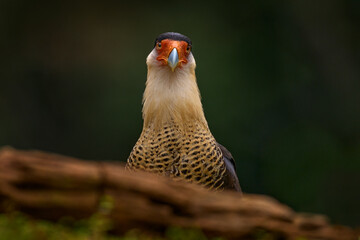 Caracara, sitting in dar forest, Corcovado NP, Costa Rica. Southern Caracara plancus, in morning light. Portrait of bird of prey. Wildlife scene from nature, Central America. Sea beach.