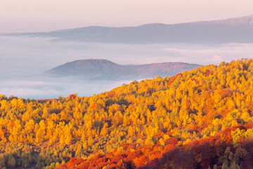 mountain landscape in autumn with morning fog in the valley. rolling hill with forest in fall...