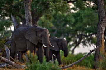Elephant feeding tree branch. Khwai river forest with elephants, Botswana. Elephant in Africa. Big animal in the old forest. evening light, sun set. Magic wildlife scene in. Dark day in nature.
