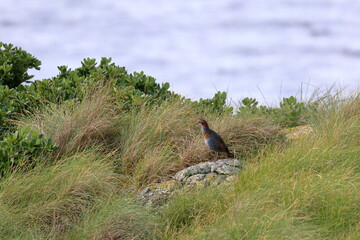 buff breasted rail