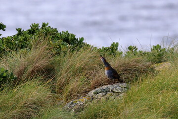 buff breasted rail