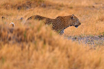 Leopard sunset, walk. Leopard, Panthera pardus shortidgei, nature habitat, big wild cat in the nature habitat, sunny day on the savannah, Namibia. Wildlife nature. Africa wildlife.