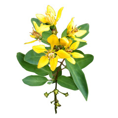 Obraz premium Galphimia flowers on transparent blackground.