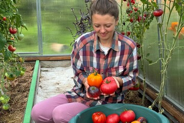  woman farmer picking tomatoes greenhouse