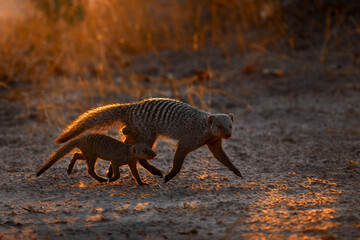 Banded mongoose, Mungos mungo, mammal from the Sahel to Southern Africa. Evening sunset with mongoose, wild animal from Khwai River in Botswana, Africa wildlife.