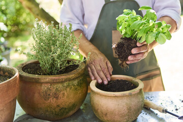 Gardener planting basil and thyme in clay pots in outdoor garden setting