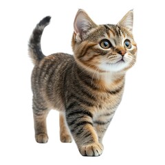 Fototapeta premium Cute Tabby Kitten