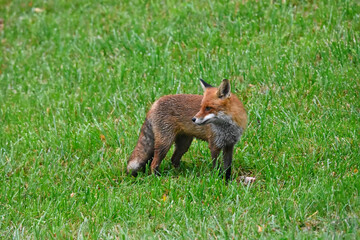Naklejka premium A hunting fox predator in a field