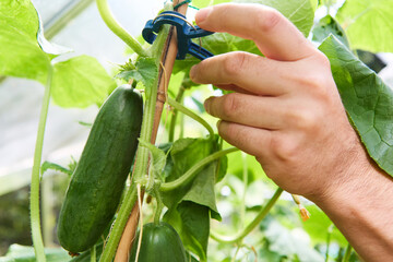 Close-up of person adjusting a cucumber plant in a greenhouse for proper growth