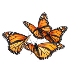 Fototapeta premium Three Monarch Butterflies in Flight