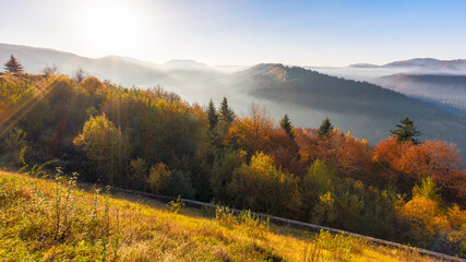 Fototapeta premium mountain landscape in autumn with morning fog in the valley. rolling hill with forest in fall colors. golden season in transcarpathia