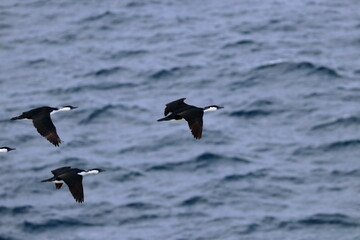 black-faced cormorants