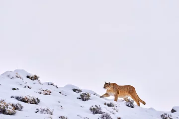 Fotobehang Poema Find the wild puma in the nature habitat. Mountain lion in the nature winter mountain rock habitat, Torres del Paine NP in Chile. Wildlife nature in Patagonia, South America. Puma in snow, cold winter  © ondrejprosicky