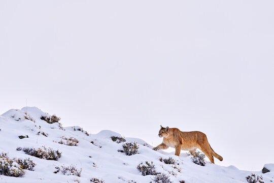 Find the wild puma in the nature habitat. Mountain lion in the nature winter mountain rock habitat, Torres del Paine NP in Chile. Wildlife nature in Patagonia, South America. Puma in snow, cold winter