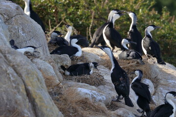 black-faced cormorants