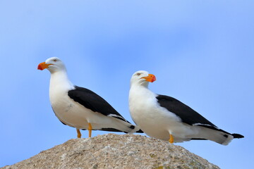 gull