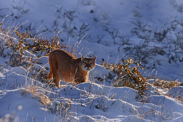 Patagonia nature. Puma, winter habitat with snow, Torres del Paine, Chile. Wild big cat Cougar,...